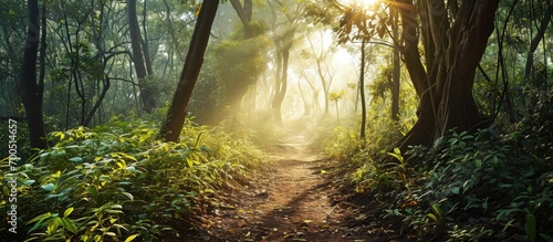 A forest path in the dreamy morning light with sunbeams breaking through. Creative Banner. Copyspace image © HN Works