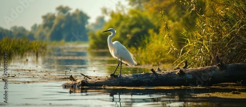 A white bird perched on a log in the serene waters of Danube Delta showcasing the rich biodiversity of the ecosystem environment conservation eco. Creative Banner. Copyspace image