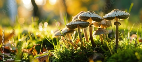 Edible Fairy Ring mushrooms Latin Marasmius oreades in grass closeup Soft selective focus. Creative Banner. Copyspace image photo