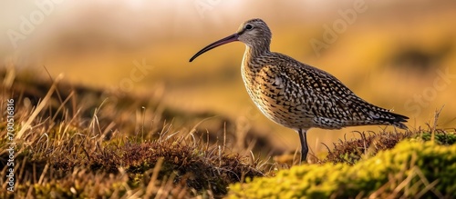 Curlew in Springtime stepping across a rocky outcrop on the North Yorkshire Moors UK Facing right Scientific name Numenius Arquata Red listed declining species Clean background Copy Space photo