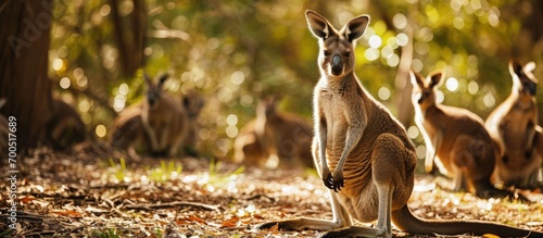 Close up view of kangaroo family at Lone Koala Sanctuary Brisbane Australia. Creative Banner. Copyspace image