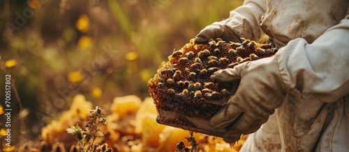 Beekeeper removing honeycomb from beehive Person taking honey from hive Farmer working with honeycomb in apiary Beekeeping in countryside Organic farming honeycomb in the hands of a close up