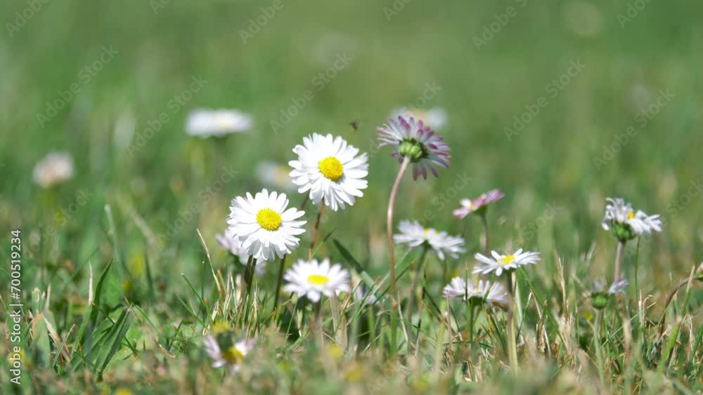 Daisies Growing in the Grass in 4k slow motion 60fps Daisies Growing in the Grass in 4k slow motion 60fps