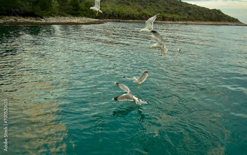 Gabbiani in volo a pelo d'acqua. Baia di Medolino. Istria. Croazia