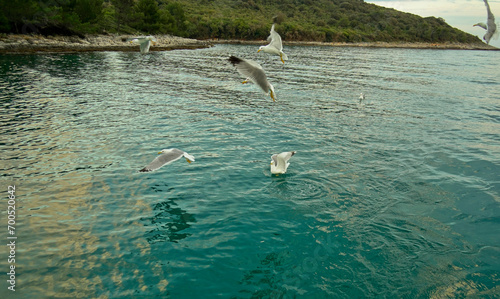 Gabbiani in volo a pelo d'acqua. Baia di Medolino. Istria. Croazia