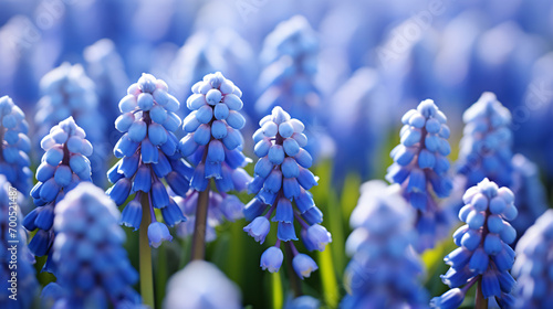 In the summer sunlight the grape hyacinth also refer photo