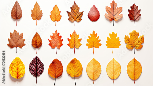 set of autumn leaves HD 8K wallpaper Stock Photographic Image 