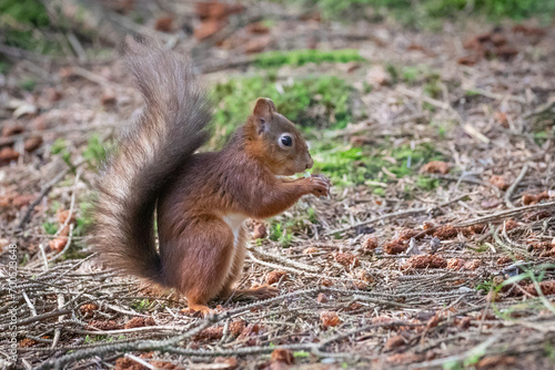 red squirrel 