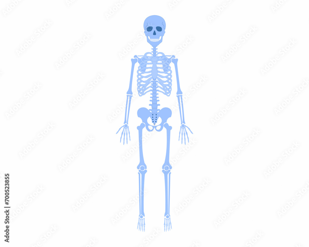 Human skeleton Front view Anatomy Vector illustration