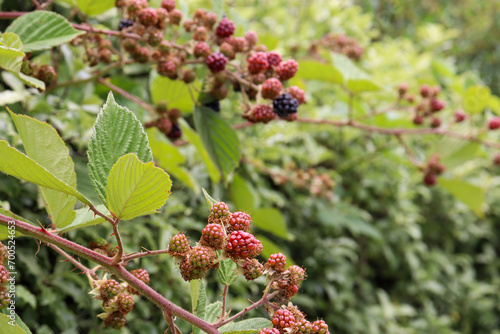 blackberry canes and fruit invasive in australian rural landscape photo