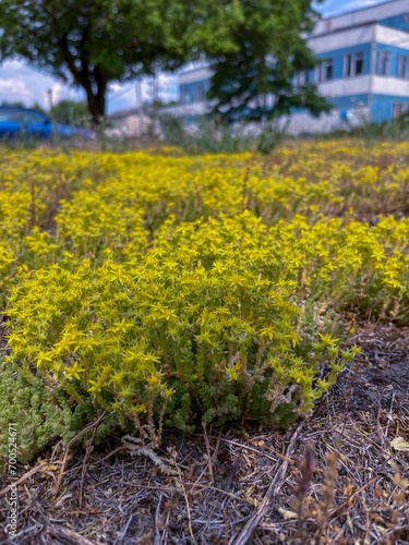 in summer, the ochitok plant blooms yellow in the city photo