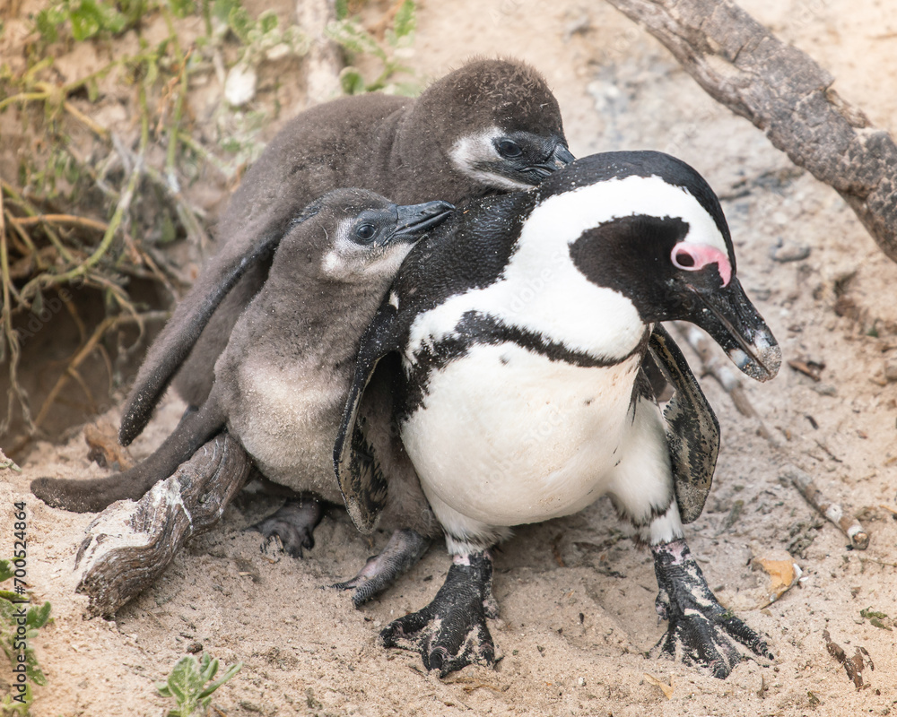 Naklejka premium Baby Penguin chicks with Mum on Boulders beach, Cape Town