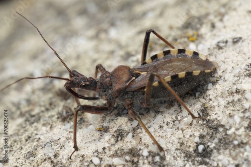 Closeup on a brown Mediterranean assassin bug, Rhynocoris erythropus, sitting on a stone