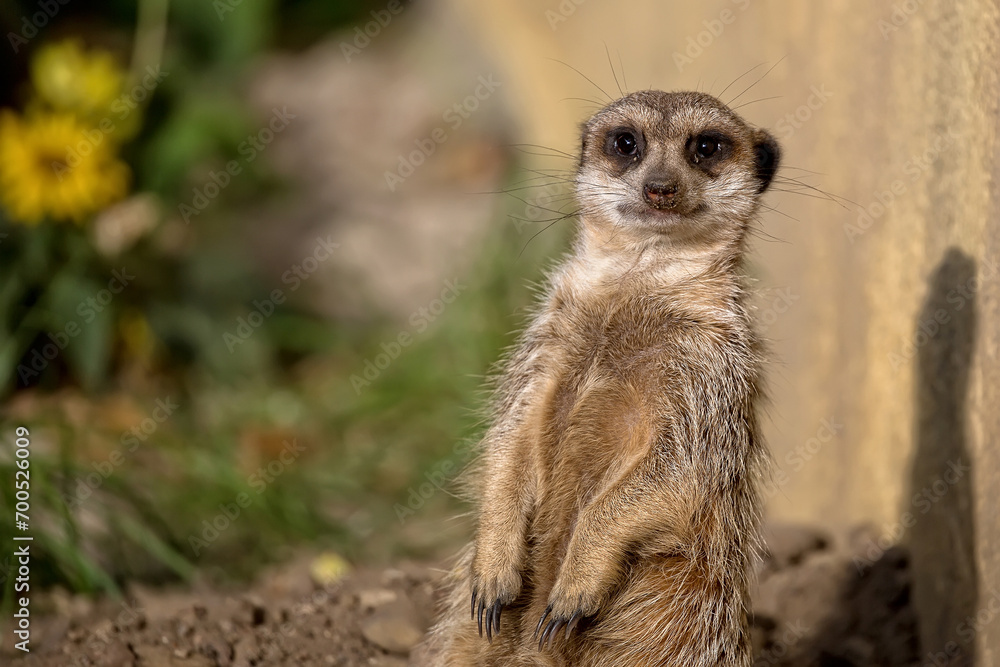 Meerkat in a clearing a portrait Meerkat in a clearing a portrait