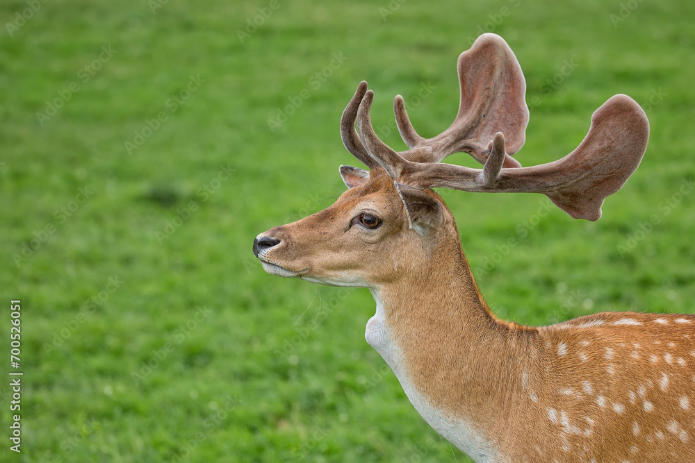 Fallow deer in a clearing a portrait