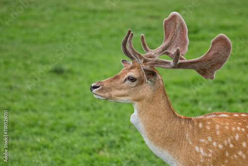 Fallow deer in a clearing a portrait