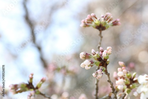 桜の花の蕾のクローズアップ