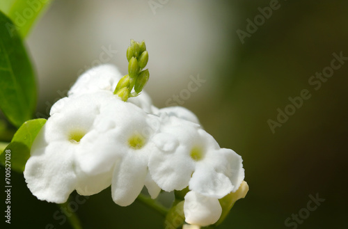 Fluffy white flowerhead of Duranta "Alba" (Natural+flash light, macro close-up photography)