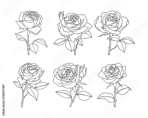 Set of rose flower hand drawn vector #700527487