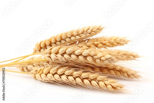 a bunch of wheat on a white background