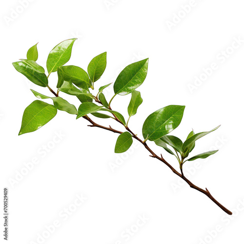 Fresh Waved Twig with Green Leaves Isolated on Transparent or White Background, PNG