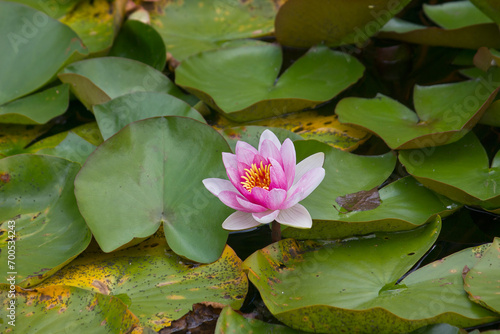 a pink water lily close-up in a lake