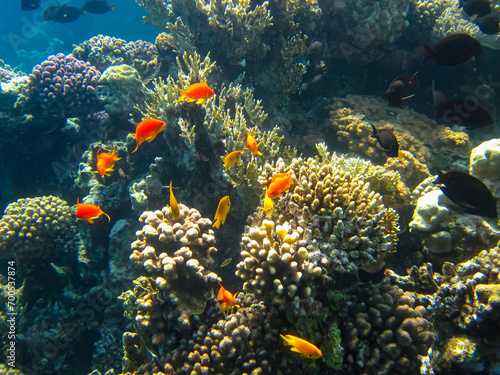 Fototapeta Naklejka Na Ścianę i Meble -  Many colorful fish in the expanses of the coral reef of the Red Sea
