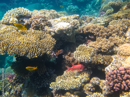 Many colorful fish in the expanses of the coral reef of the Red Sea