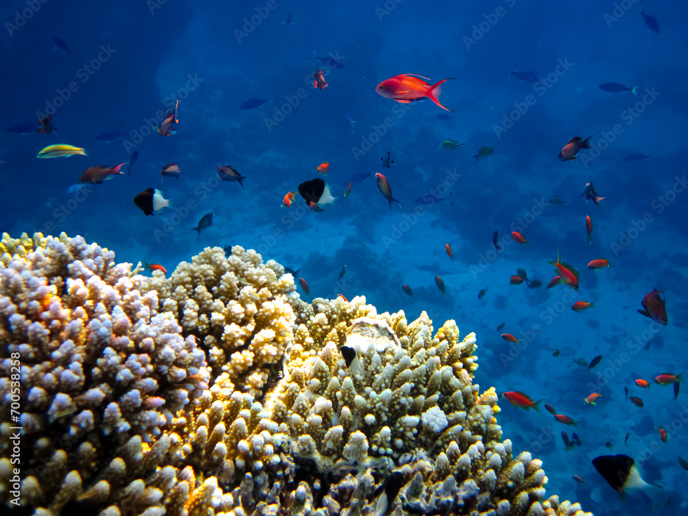 Many colorful fish in the expanses of the coral reef of the Red Sea Many colorful fish in the expanses of the coral reef of the Red Sea