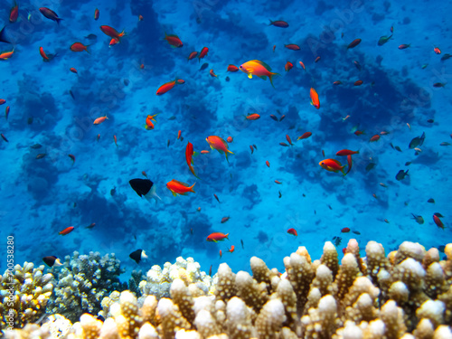 Fototapeta Naklejka Na Ścianę i Meble -  Many colorful fish in the expanses of the coral reef of the Red Sea