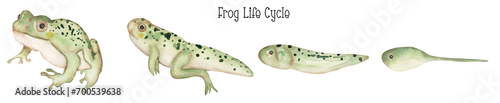 Watercolor frog life cycle illustration set, educational clipart for kids, cute toad animal clipart, nursery print, tadpole homeschool card clip art photo