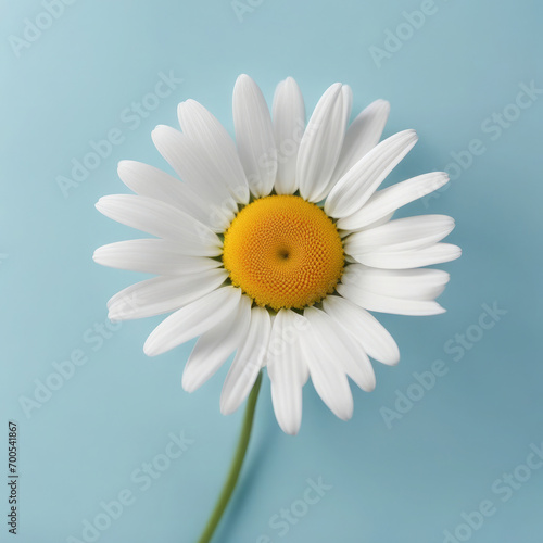 One daisy in the center on a blue background. Wildflowers concept.