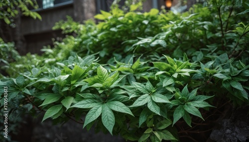  a bush with green leaves in front of a building with a light fixture in the center of the bush, in front of a stone wall with a building in the background.