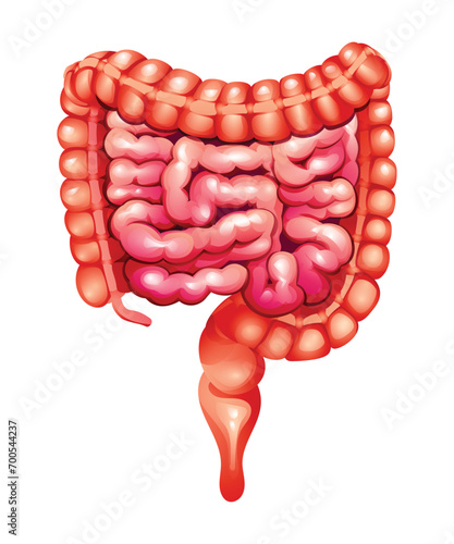 Human intestines. Small and large intestines. Anatomy of internal organ. Vector illustration isolated on white background