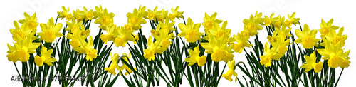 Banner with yellow daffodils isolated on a transparent background
