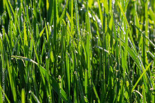 background of dew drops on bright green grass