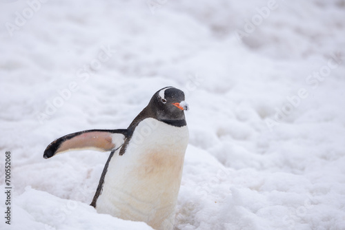 A Gentoo penguin with snow on its beak.