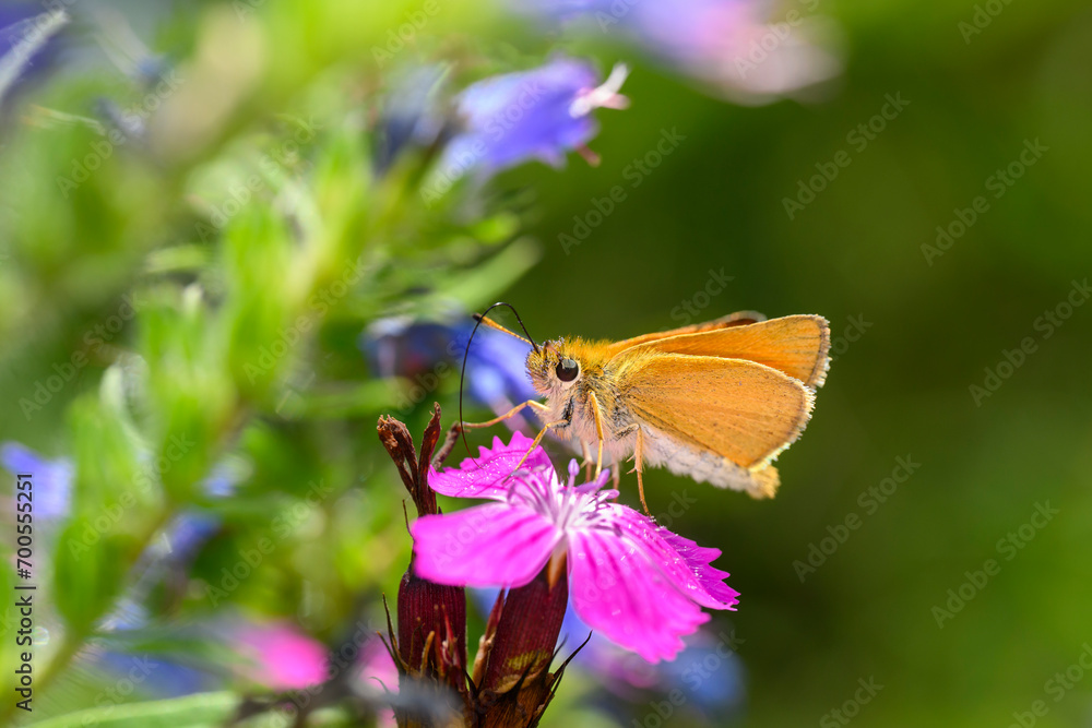 Obraz premium Essex skipper butterfly - Thymelicus lineola resting on Carthusian pink - Dianthus carthusianorum
