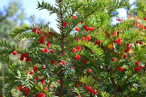 Red berries growing on evergreen yew tree in sunlight  European yew tree