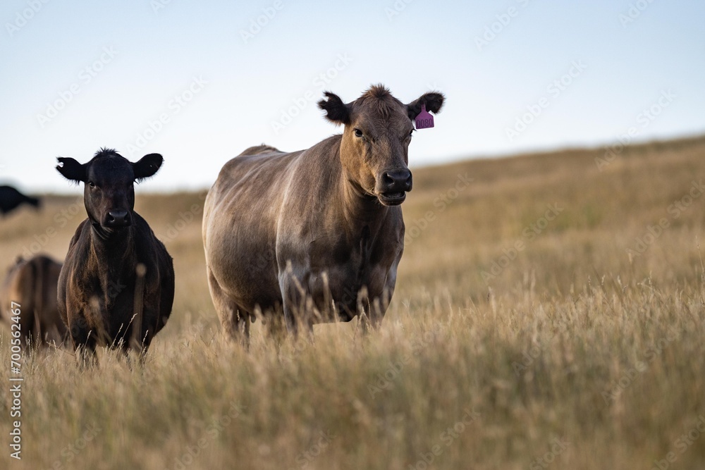 cows in summer in a free range field cows in summer in a free range field