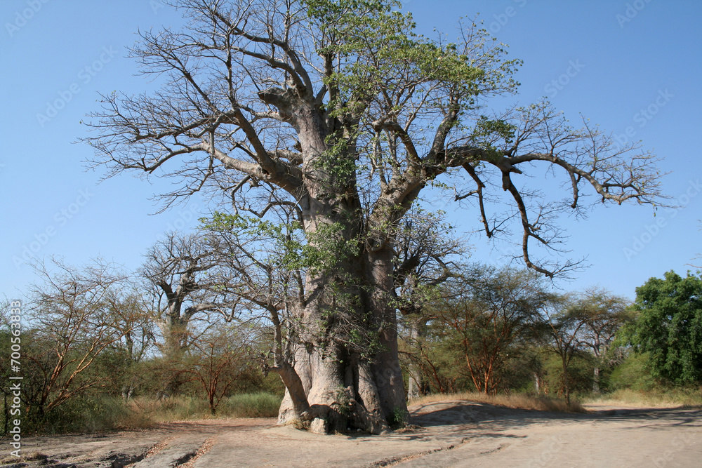 Baobab majestueux Baobab majestueux