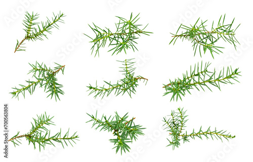 juniper twigs on a white isolated background 