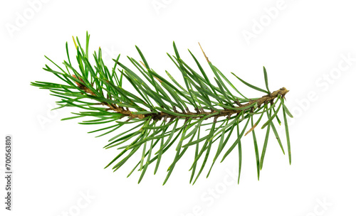 spring pine on a white isolated background 