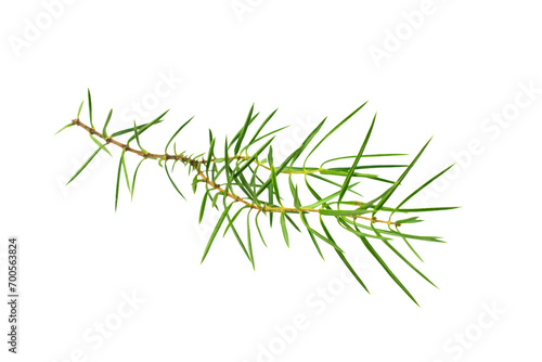 juniper twigs on a white isolated background	