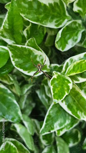 Photo closeup of a spider on a spider web with green background