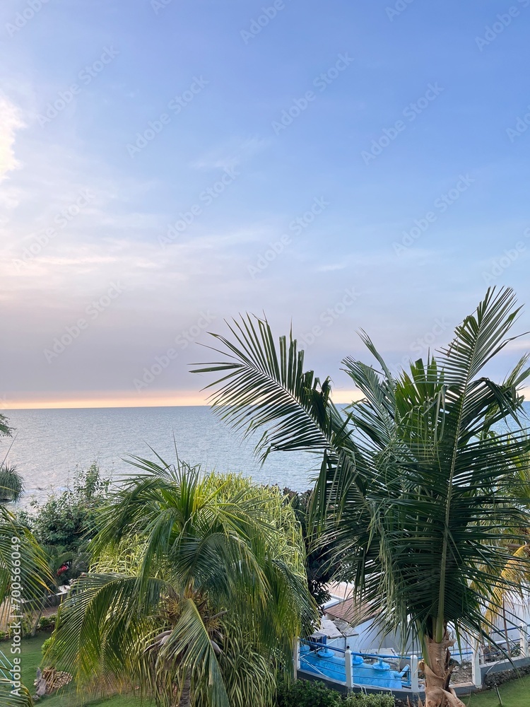 Fototapeta premium palm trees on the beach
