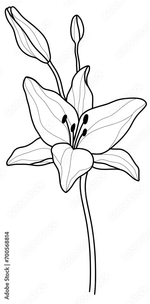 Black and White Lily Flower Vector in Hand-Drawn Style

