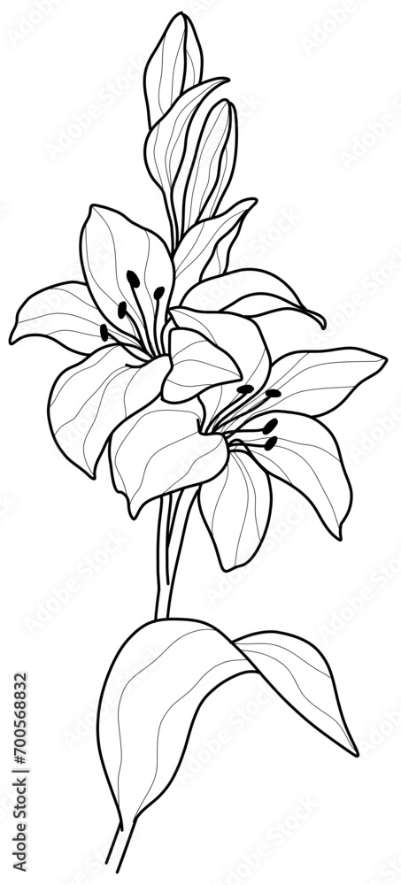 Obraz premium Black and White Lily Flower Vector in Hand-Drawn Style 