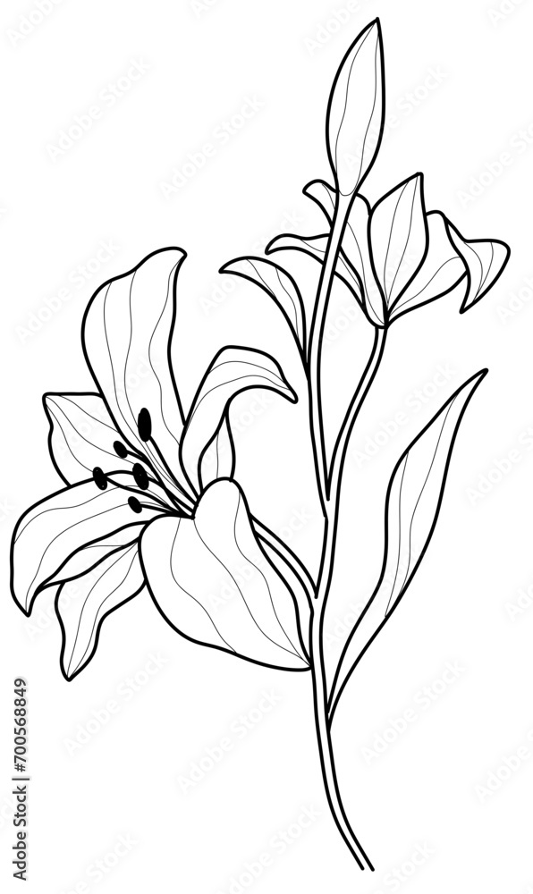 Obraz premium Black and White Lily Flower Vector in Hand-Drawn Style 
