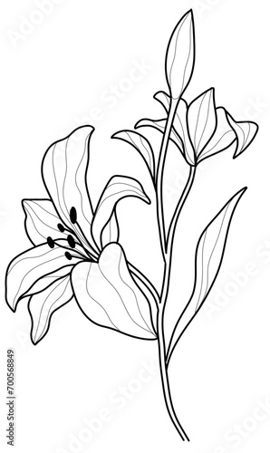 Black and White Lily Flower Vector in Hand-Drawn Style 